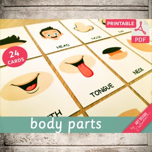 BODY PARTS • 24 Montessori Cards • Flash Cards Nomenclature FlashCards Printable PDF Printable Cards Montessori Toys preschool Busy Books