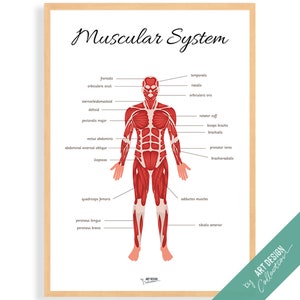 SISTEMA MUSCULAR • Póster Montessori • Póster educativo Montessori para el aprendizaje en el hogar, juguetes para niños en edad preescolar