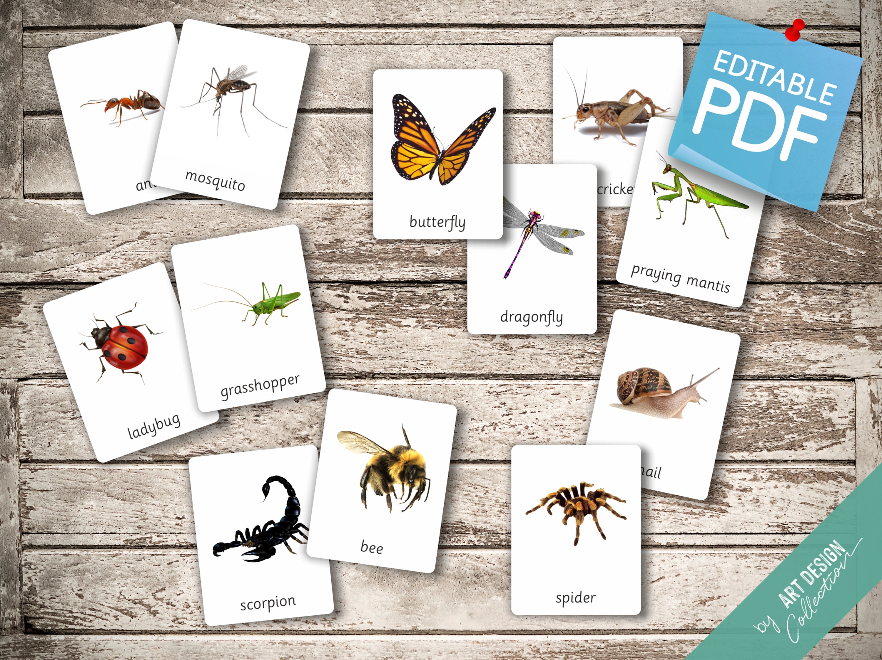 INSECTS • 22 Editable Montessori Cards • Flash Cards Nomenclature ...