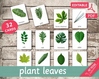 PLANT LEAVES (real pictures) • 32 Editable Montessori Cards • Flash Cards Nomenclature Cards Pdf Printable Cards Montessori Toys preschool