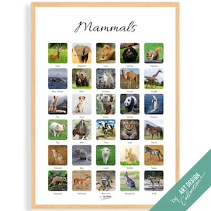 MAMMALS POSTER • Montessori Poster • Montessori Educational Homeschooling Learning Poster Kids Nursery Room preschool