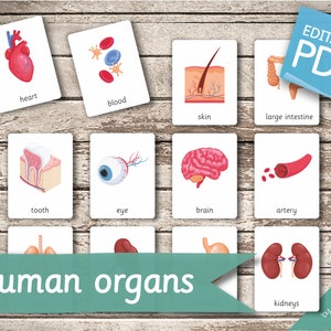 Organy ludzkie • 18 edytowalnych kart Montessori • Karty flash Nomenclature FlashCards Edytowalne karty PDF do druku Zabawki dla przedszkolaków