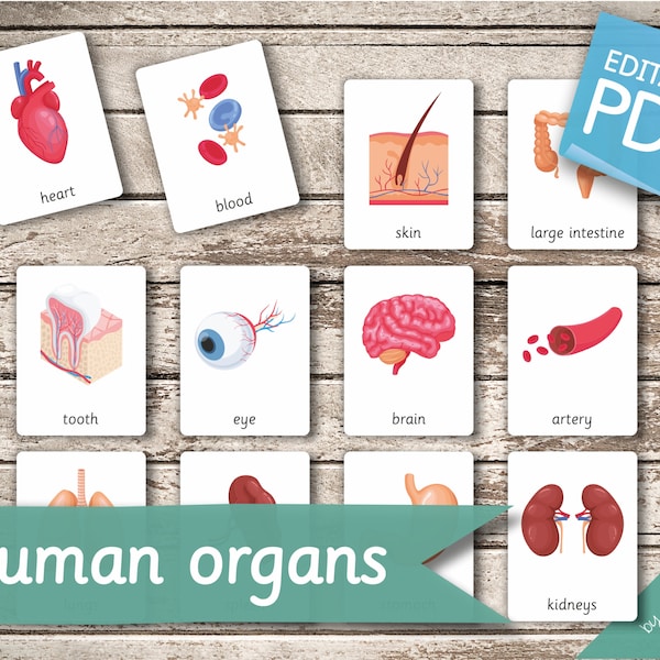 Human Organs • 18 Editable Montessori Cards • Flash Cards Nomenclature FlashCards Editable Pdf Printable Cards preschool Toys