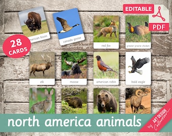 Peut inclure: Un ensemble de 28 cartes mémoire imprimables illustrant des animaux d'Amérique du Nord, dont un bison, une oie, un renard, un poulet des prairies, un wapiti, un élan, un rouge-gorge, un pygargue à tête blanche, un lapin, un marmotte, un ours et un mouflon d'Amérique. Les cartes sont étiquetées avec le nom de l'animal.