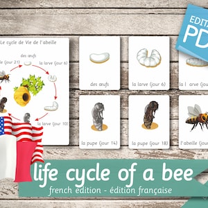 LIFE CYCLE of a HONEYBEE French Edition • 7 French and 7 English Editable Montessori Cards Flash Cards Nomenclature Pdf Printable preschool