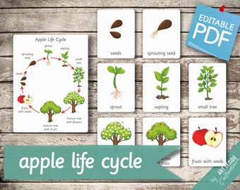 APPLE LIFE CYCLE • 10 Montessori Cards • Large size A1 Flash Cards  Nomenclature FlashCards  Editable Pdf Printable Cards preschool