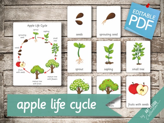 APPLE LIFE CYCLE  10 Montessori Cards  Large size A1 Flash