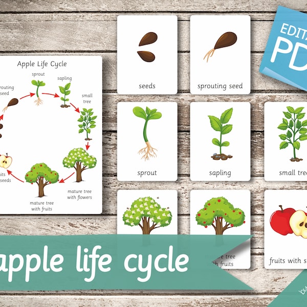 APPLE LIFE CYCLE • 10 Montessori Cards • Large size A1 Flash Cards  Nomenclature FlashCards  Editable Pdf Printable Cards preschool