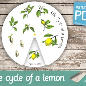 LIFE CYCLE of a LEMON Wheel • Montessori Busy Book Activity Nomenclature Printable Pdf Printable Cards preschool FlashCards