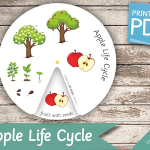 APPLE LIFE CYCLE Wheel • Montessori Busy Book Activity Nomenclature FlashCards  Printable Pdf Printable Cards preschool apple wheel