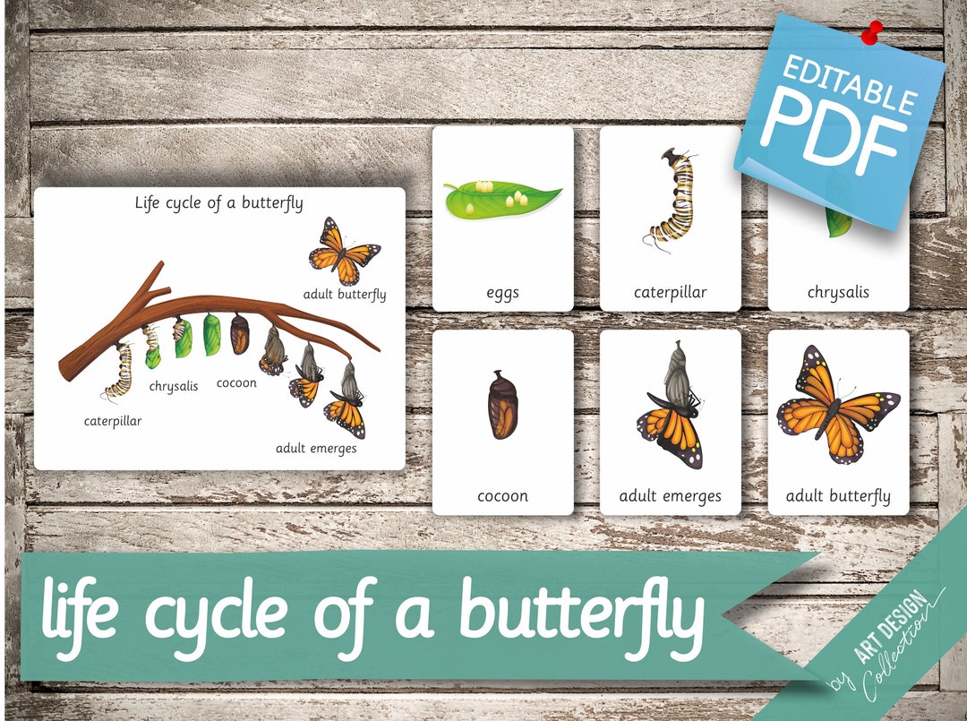 LIFE CYCLE of a BUTTERFLY  7 Montessori Cards  Flash Cards