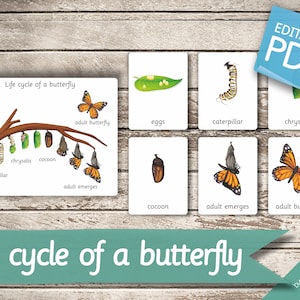 CICLO DE VIDA de una MARIPOSA • 7 Tarjetas Montessori • Nomenclatura de Tarjetas Educativas Tarjetas Educativas en Pdf Editables Tarjetas Imprimibles preescolar