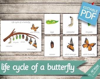 LIFE CYCLE of a BUTTERFLY • 7 Montessori Cards • Flash Cards  Nomenclature FlashCards  Editable Pdf Printable Cards preschool