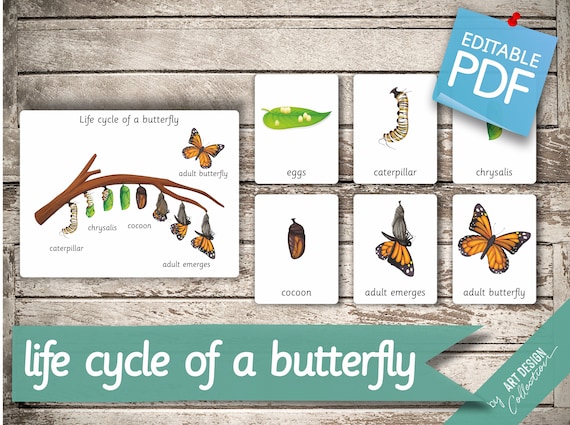 LIFE CYCLE of a BUTTERFLY  7 Montessori Cards  Flash Cards