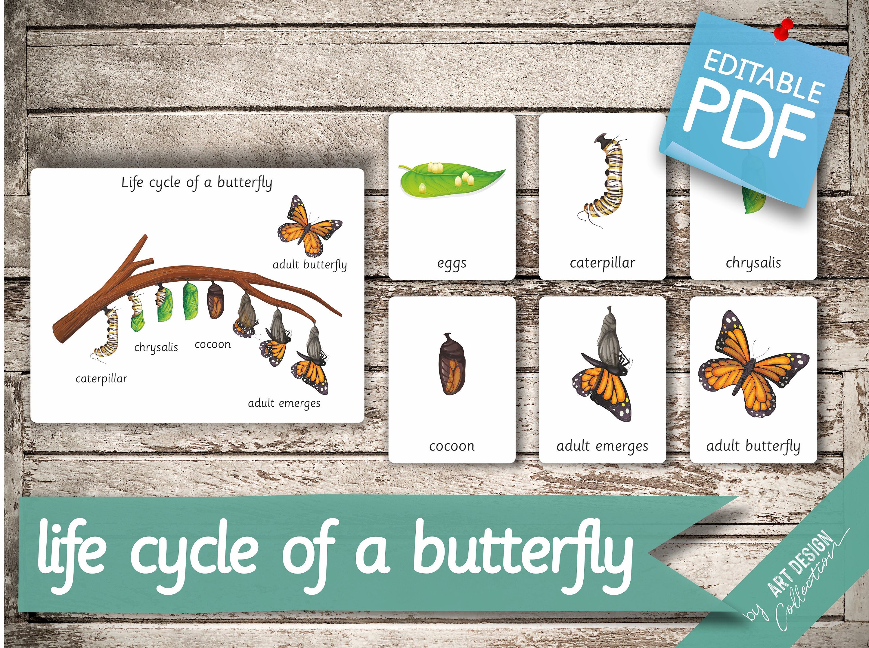 Life Cycle Of A Butterfly 7 Montessori Cards Flash Cards Etsy Life Cycle Of A Butterfly 7 Montessori Cards Flash Cards Etsy
