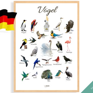 VÖGEL POSTER DEUTSCHE Edition • Montessori Poster • Montessori Homeschooling Lernposter für das Kinderzimmer Vorschule