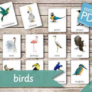 BIRDS (real Pictures) • 30 Montessori Cards • Flash Cards Nomenclature ...
