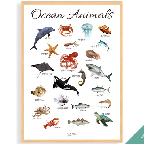 OCEAN ANIMALS POSTER Montessori Poster Montessori - Etsy Singapore OCEAN ANIMALS POSTER Montessori Poster Montessori - Etsy Singapore