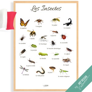 AFFICHE INSECTES Édition française • Poster Montessori • Enseignement à domicile éducatif, jouets pour chambre d'enfants, maternelle