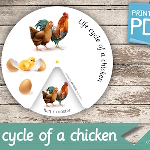 CICLO DE VIDA de una rueda de POLLO • Libro de actividades Montessori Nomenclatura Tarjetas didácticas Imprimibles en PDF Tarjetas imprimibles preescolares