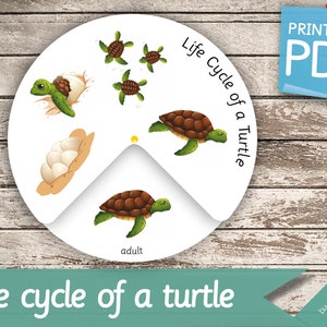 Roue du cycle de vie d'une tortue • Livre chargé Montessori Nomenclature d'activités imprimable Pdf imprimable Cartes préscolaires FlashCards