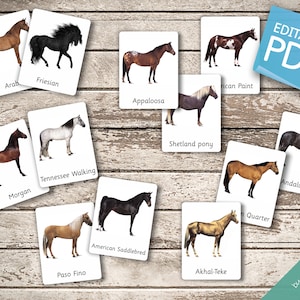 HORSES • 28 Editable Montessori Cards • Flash Cards Nomenclature ...