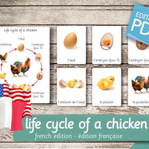 CYCLE DE VIE d'un POULET Édition française • 7 cartes Montessori modifiables en français et 7 anglais • Cartes flash Nomenclature PDF imprimable préscolaire