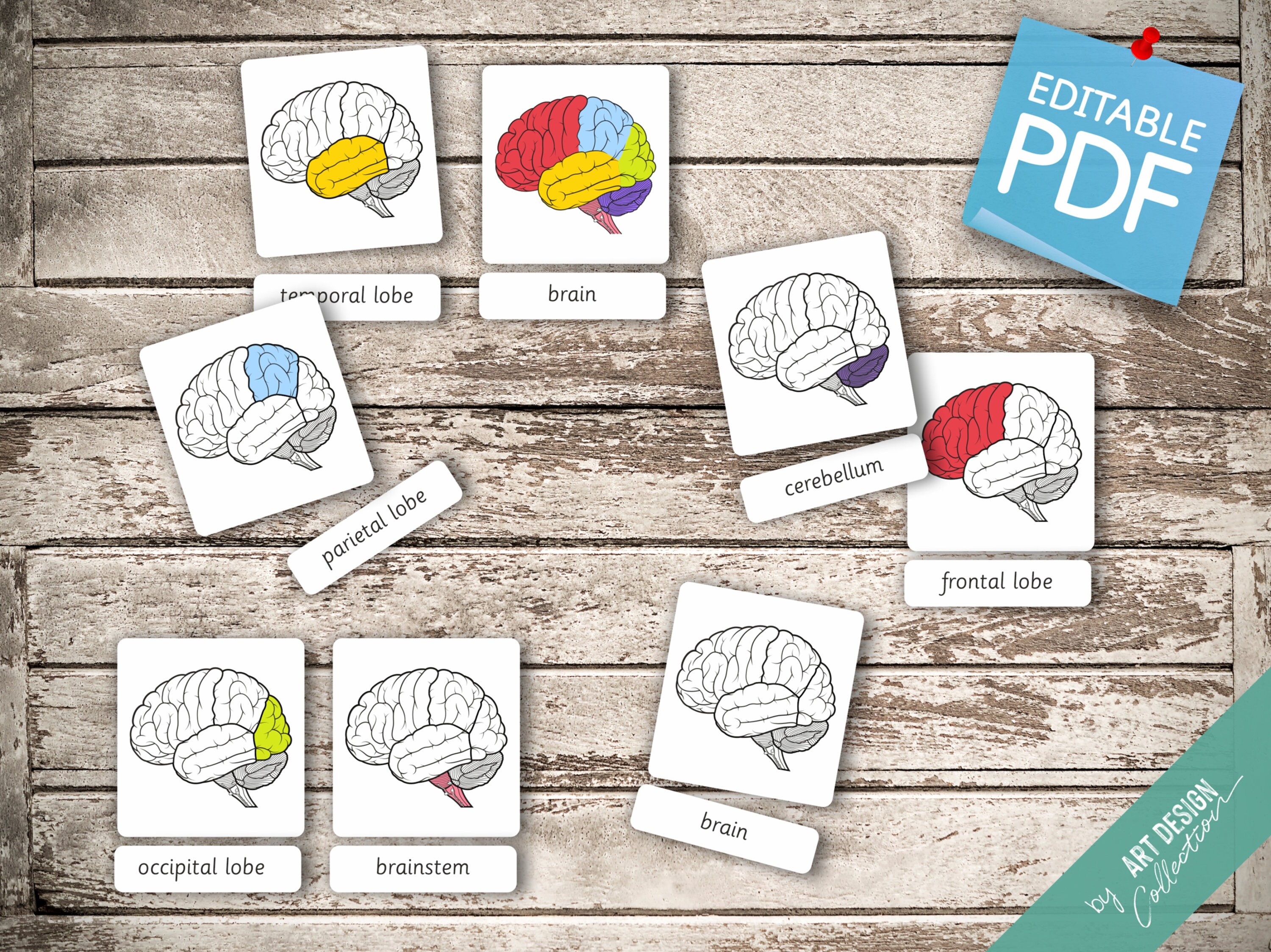 HUMAN BRAIN brain parts brain functions 32 Editable Etsy