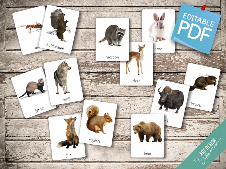 FOREST ANIMALS real pictures 22 Editable Montessori Cards Flash Cards Nomenclature FlashCards Editable PDF Printable Cards preschool zdjęcie 3