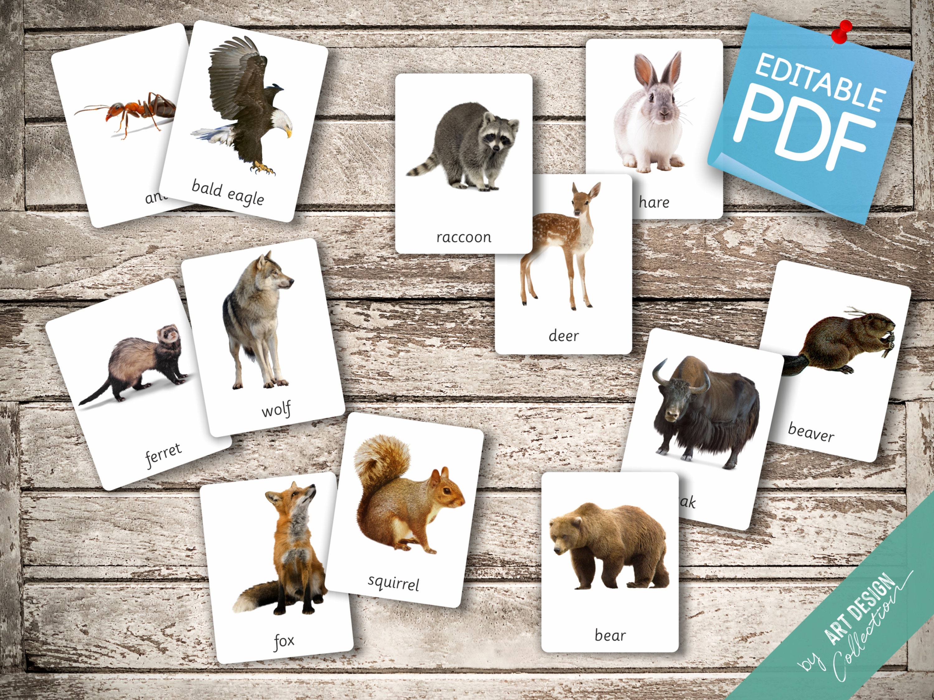FOREST ANIMALS real Pictures 22 Editable Montessori Cards - Etsy