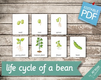 CICLO DI VITA di un FAGIOLO • 8 Schede Montessori modificabili • Schede Flash Nomenclatura Schede Flash Pdf Schede stampabili Giocattoli per la scuola materna