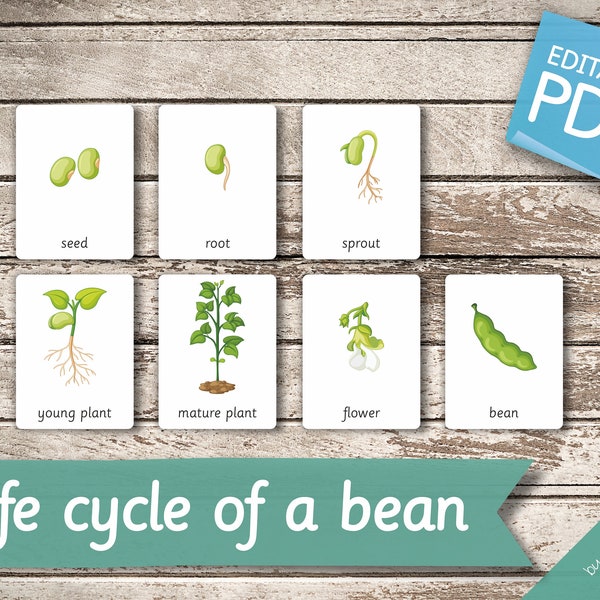 LIFE CYCLE of a BEAN • 8 Editable Montessori Cards • Flash Cards Nomenclature FlashCards Pdf Printable Cards preschool Toys