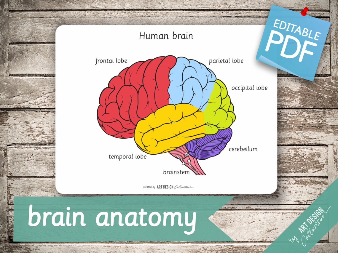 HUMAN BRAIN brain parts brain functions 32 Editable Etsy