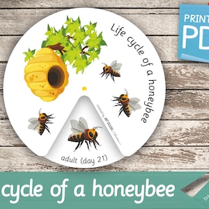 CICLO DE VIDA de una ABEJA Rueda • Libro de actividades Montessori Nomenclatura Tarjetas didácticas Tarjetas imprimibles en PDF Tarjetas imprimibles preescolar rueda de abejas