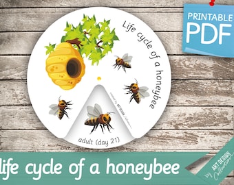 LIFE CYCLE of a HONEYBEE Wheel • Montessori Busy Book Activity Nomenclature FlashCards  Printable Pdf Printable Cards preschool bee wheel