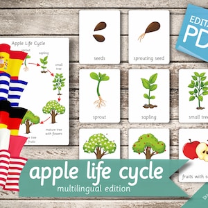 APPLE LIFE CYCLE Multilingual Edition • 10 English, French, German, Greek, and Spanish Editable Montessori Cards • Nomenclature preschool