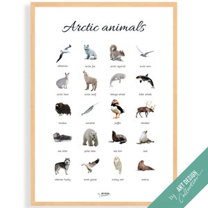 CARTEL DE ANIMALES DEL ÁRTICO • Póster Montessori • Póster de aprendizaje educativo Montessori para la educación en el hogar para niños en edad preescolar, guardería, razas de caballos