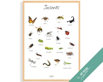 CARTEL DE INSECTOS • Póster Montessori • Póster educativo Montessori de aprendizaje en el hogar para niños, guardería, preescolar