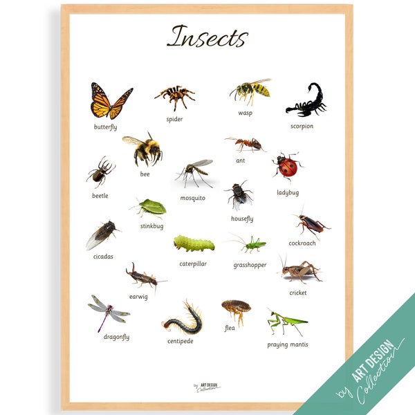 INSECTS POSTER • Montessori Poster • Montessori Educational Homeschooling Learning Poster Kids Nursery Room preschool