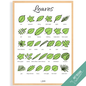 PFLANZENBLÄTTER POSTER • Montessori Poster • Montessori Homeschooling Lernposter für Kinderzimmer Vorschule Spielzeug