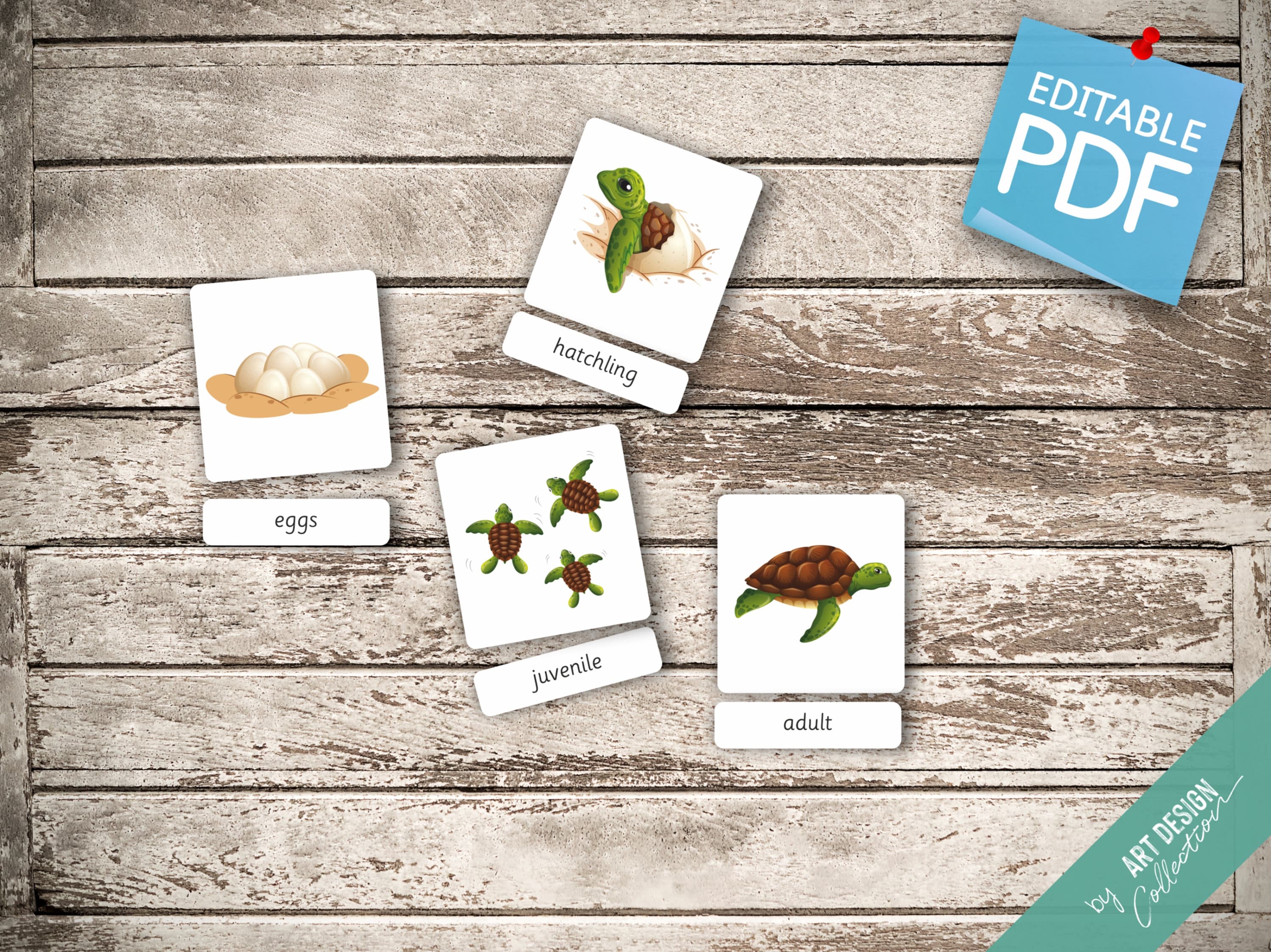 LIFE CYCLE of a TURTLE • 5 Montessori Cards • Flash Cards Nomenclature ...
