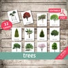 Pine Tree Life Cycle - Educational Tree Printable - Etsy UK