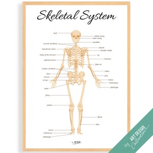 SKELETAL SYSTEM • Montessori Poster • Montessori Homeschooling Lernposter für Kinderzimmer Vorschule Spielzeug