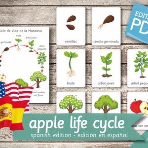 APPLE LIFE CYCLE Spanish Edition • 10 Spanish and 10 English Editable Montessori Cards • Large size A1 Flash Card Nomenclature Pdf preschool