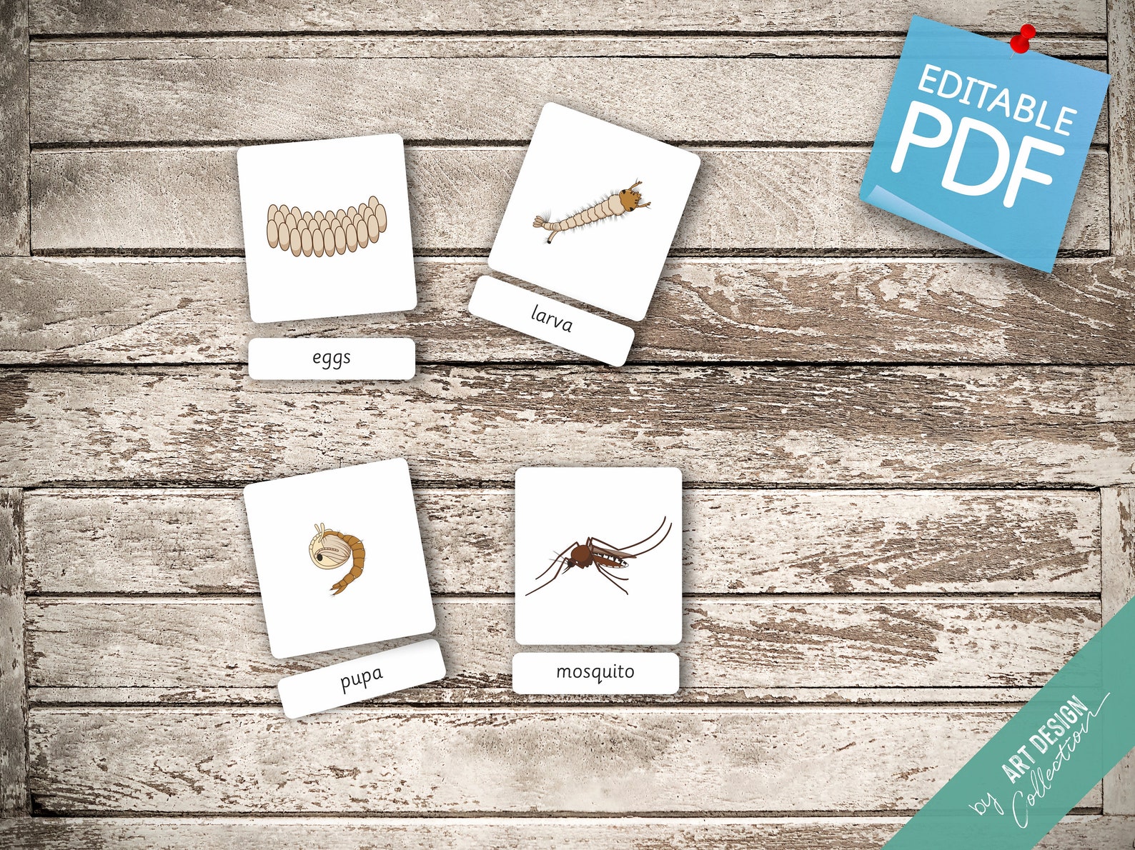 LIFE CYCLE of a MOSQUITO • 5 Editable Montessori Cards • Flash Cards ...