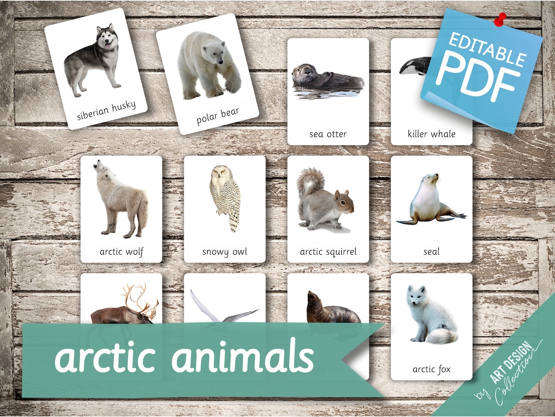 14 FREE Arctic animals Flashcards, PDF