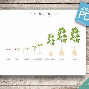 LIFE CYCLE of a BEAN • 8 Editable Montessori Cards • Flash Cards ...