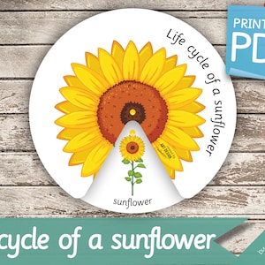 CICLO DI VITA di una ruota di GIRASOLE • Montessori Busy Book Activity Nomenclatura FlashCards PDF stampabili Schede stampabili di girasole scuola materna