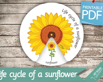 LIFE CYCLE of a SUNFLOWER Wheel • Montessori Busy Book Activity Nomenclature FlashCards  Printable Pdf Printable sunflower Cards preschool