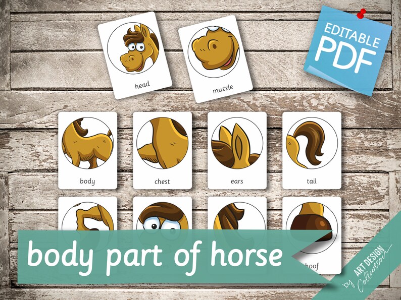 BODY PART of HORSE \u2022 11 Montessori Cards \u2022 Flash Cards ...